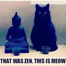 zen cat